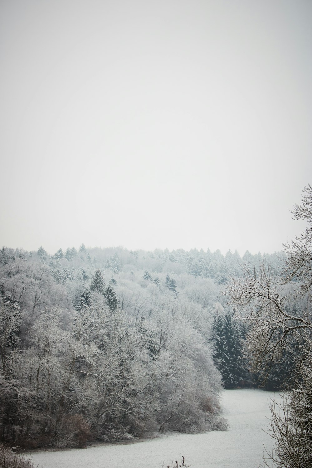 Schneebedeckte Bäume unter weißem Himmel