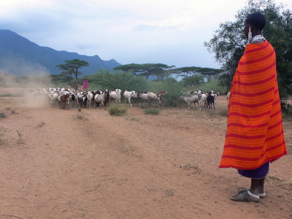 man standing near herd of goats during daytime