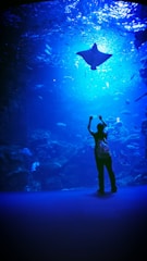 A silhouette of a person stands with arms raised before a large aquarium tank filled with various sea creatures. A prominent stingray swims near the surface, surrounded by a multitude of smaller fish. The scene is illuminated by a deep blue light, creating a tranquil underwater atmosphere.