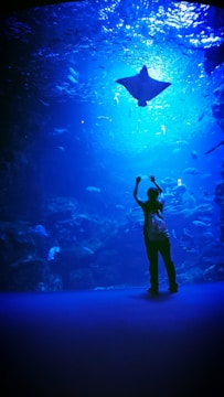 A silhouette of a person stands with arms raised before a large aquarium tank filled with various sea creatures. A prominent stingray swims near the surface, surrounded by a multitude of smaller fish. The scene is illuminated by a deep blue light, creating a tranquil underwater atmosphere.
