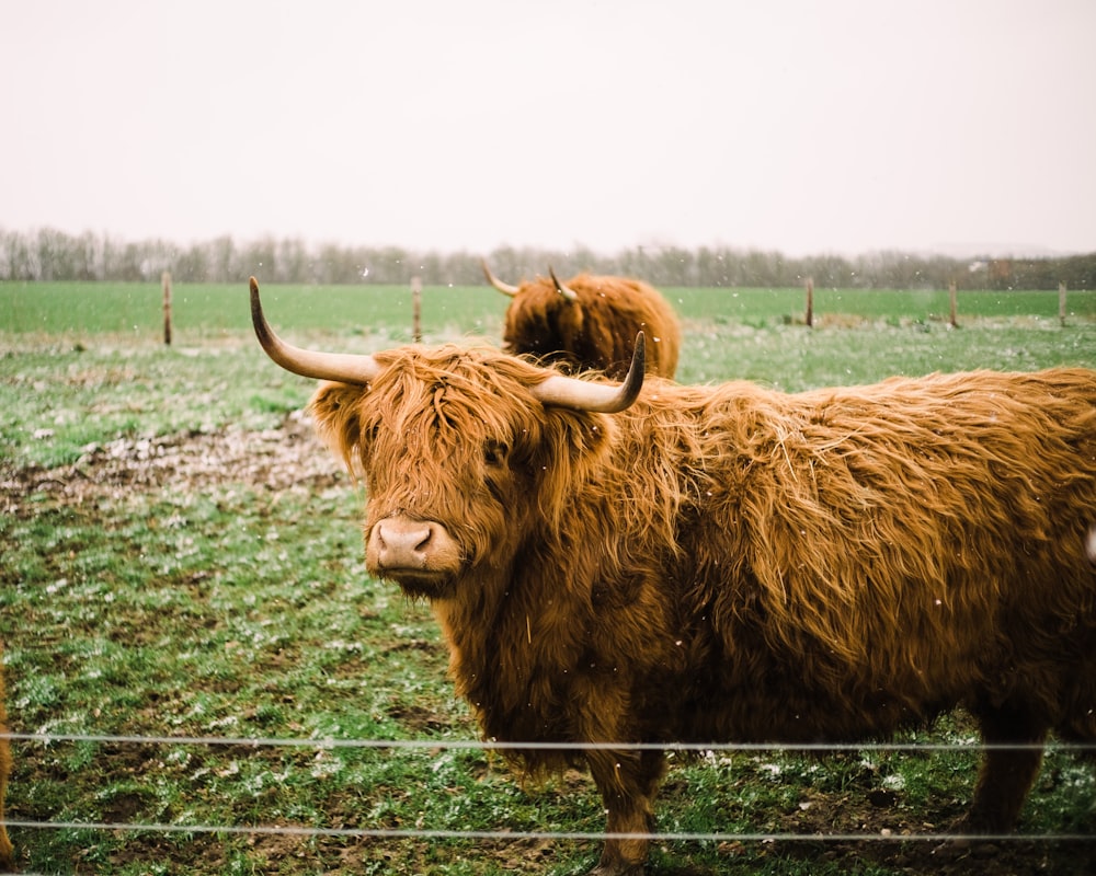 buffalo on green field