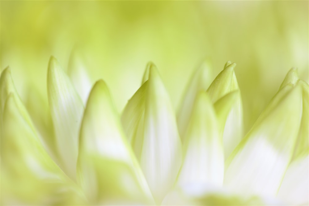 白と緑の花の接写