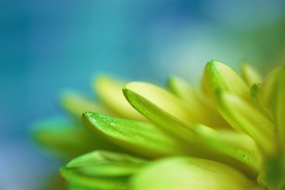 Flachfokusfotografie einer grünen Pflanze