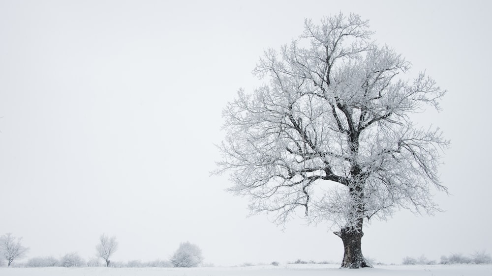 albero sul tempo nevoso