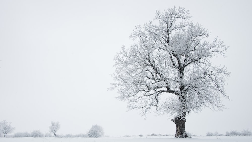 눈 덮인 날씨에 나무