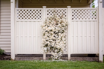 white petaled flowers mountain on wooden fence