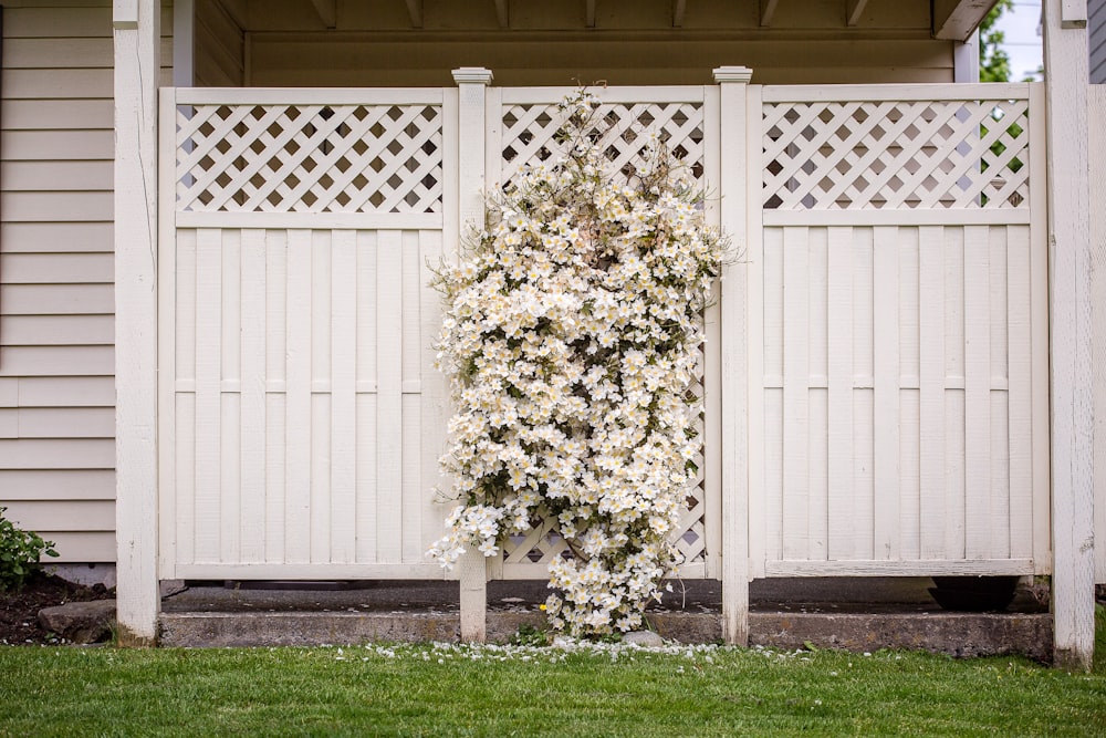 木製の柵に白い花びらの花の山