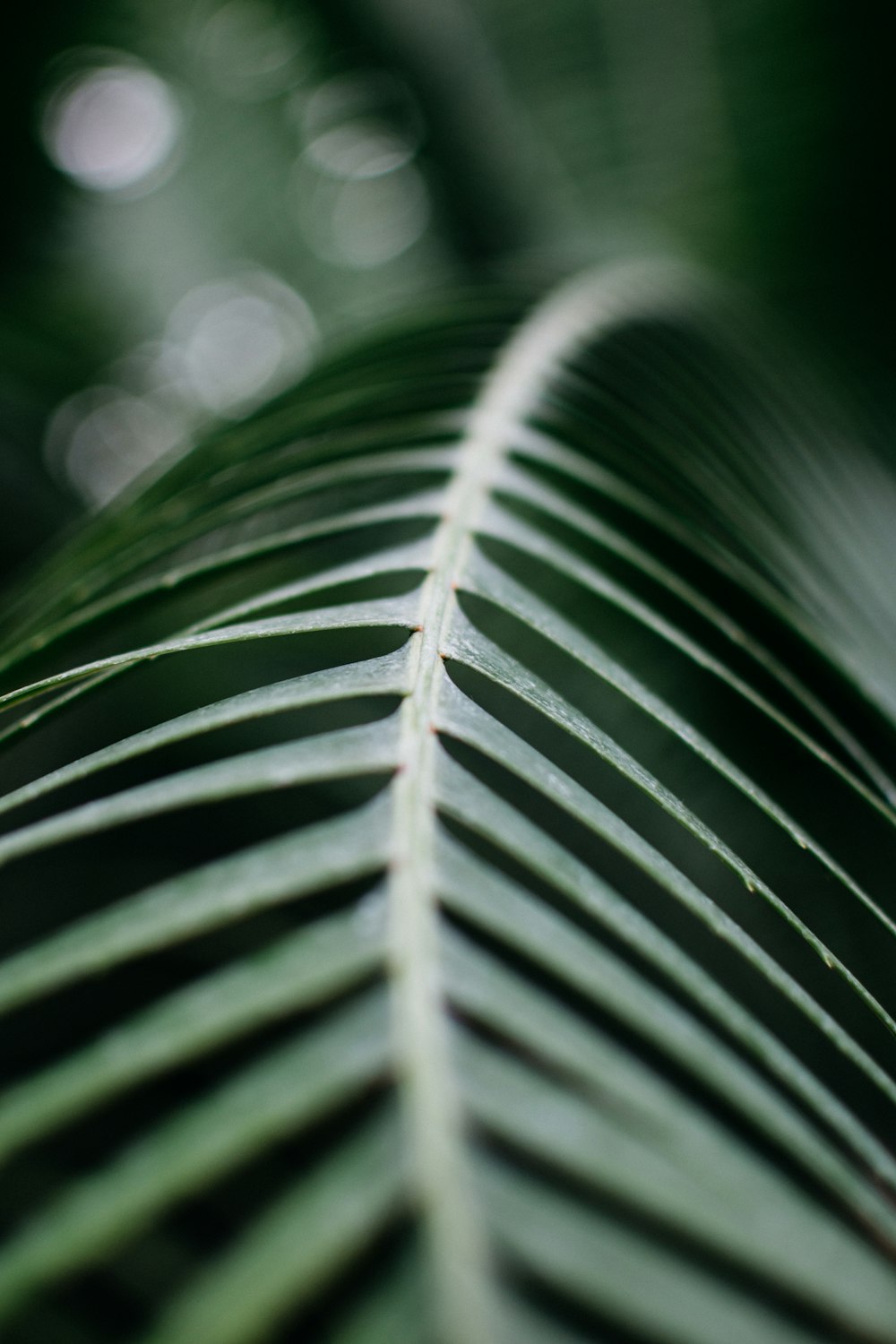 Selektive Fokusfotografie von Green Leaf