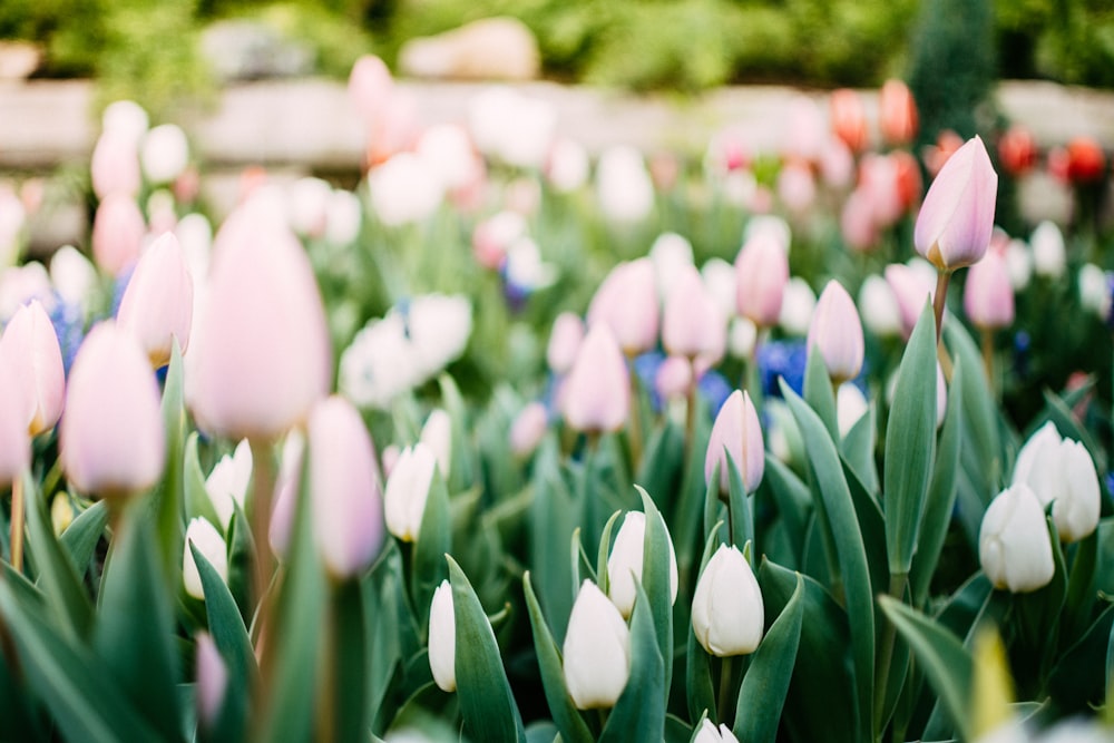photo of white tulips flower