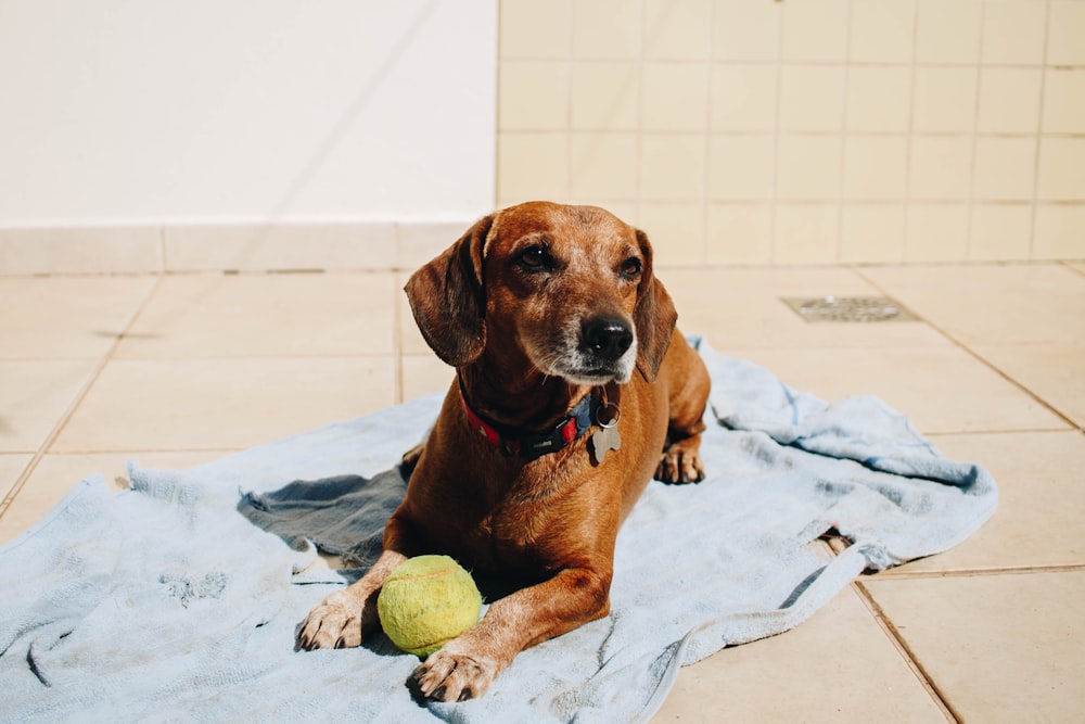 photo of brown puppy laying on mat front of sotball