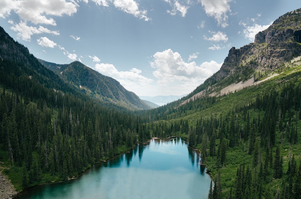 landscape photography of river surrounded by forest