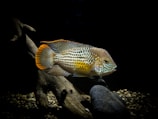 underwater photography of brown and white fish