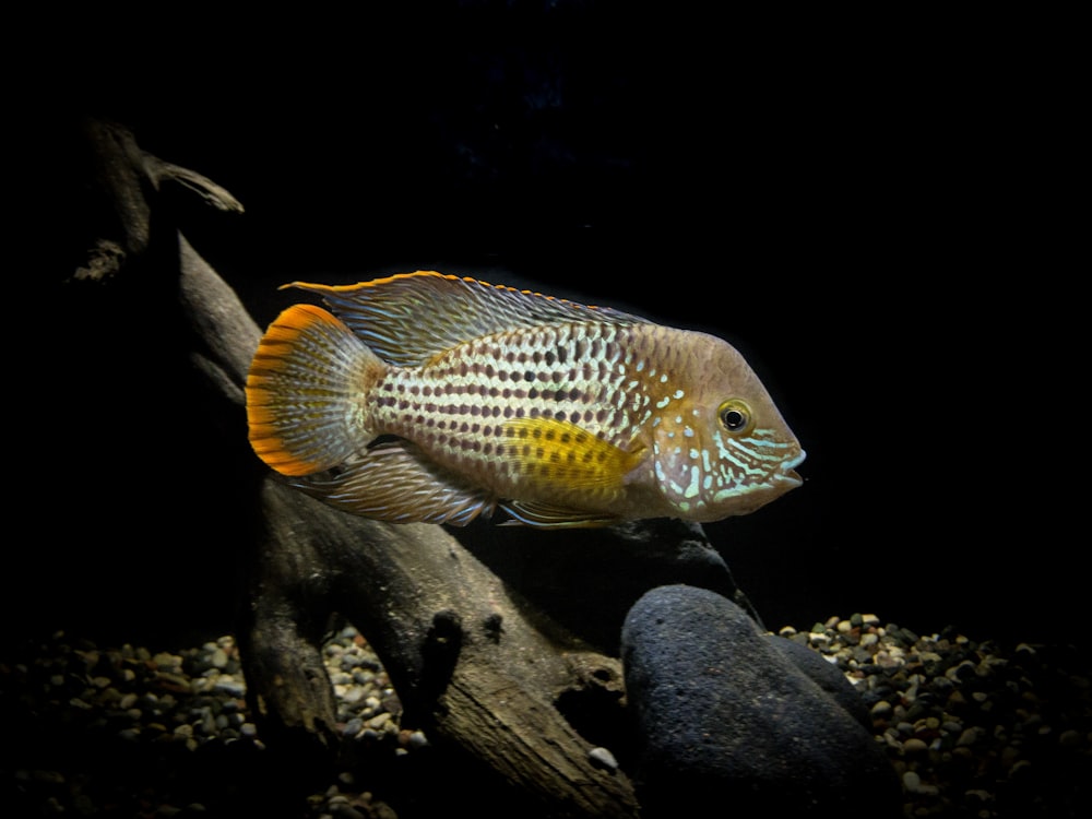 underwater photography of brown and white fish