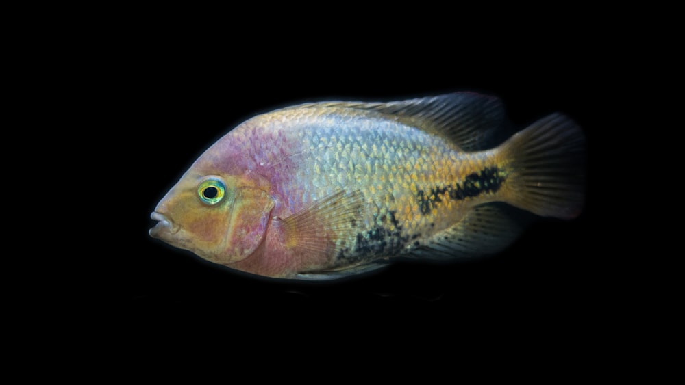 poissons gris et jaunes