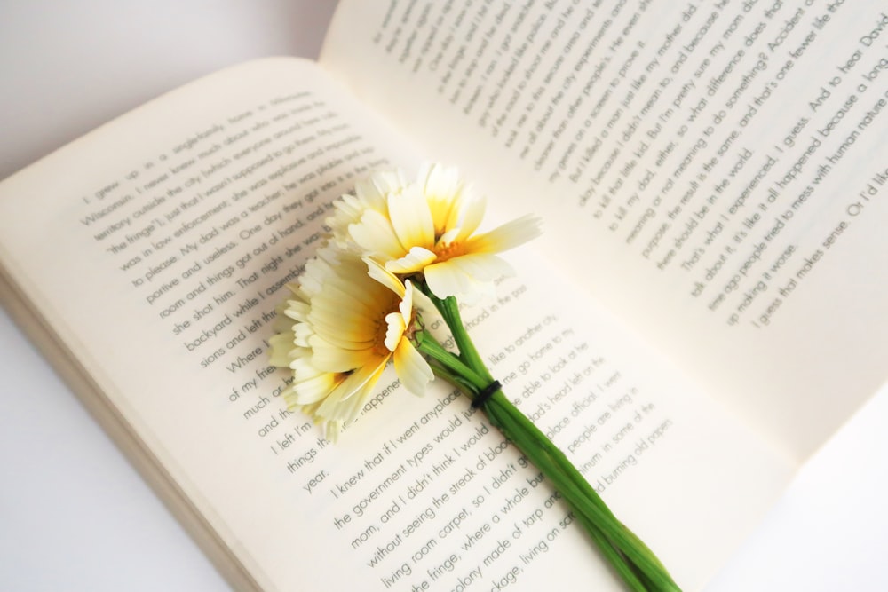 fleur blanche et jaune sur livre ouvert blanc