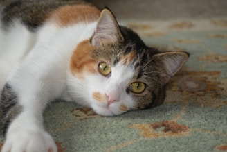 A domesticated cat with a tri-color coat is lying down on a patterned carpet, staring directly at the camera. The cat has bright yellow eyes and patches of white, orange, and black fur.