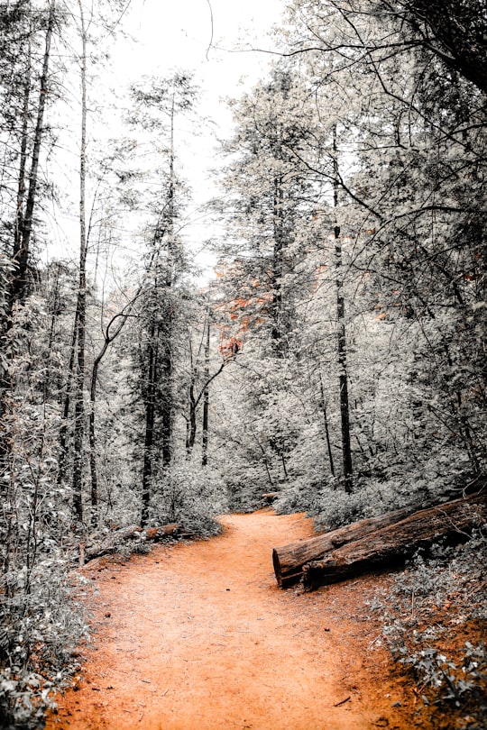 trail surrounded with trees in Sedona United States