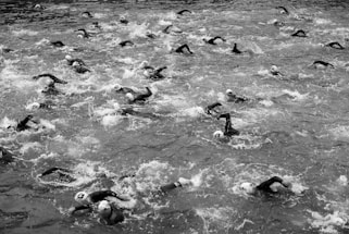 A large group of swimmers wearing caps is engaged in an open water race, creating splashes as they move through the water. The image is in black and white, capturing the dynamic motion of the swimmers against the water's surface.