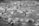 A large group of swimmers wearing caps is engaged in an open water race, creating splashes as they move through the water. The image is in black and white, capturing the dynamic motion of the swimmers against the water's surface.