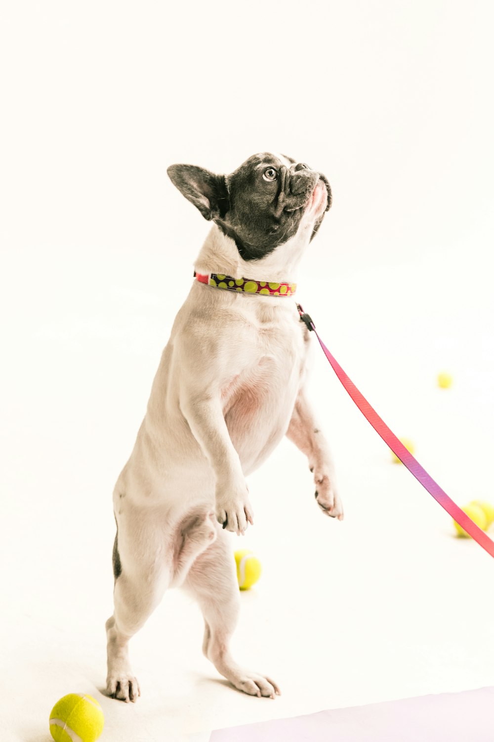 adult fawn pug standing with leash