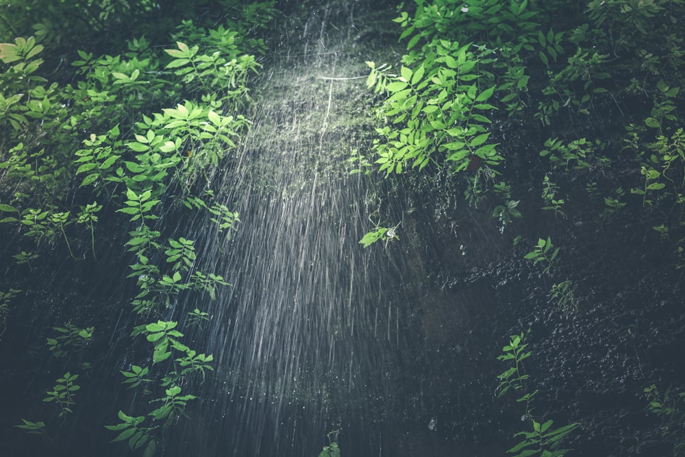 time-lapse photography of water dropping from leaves