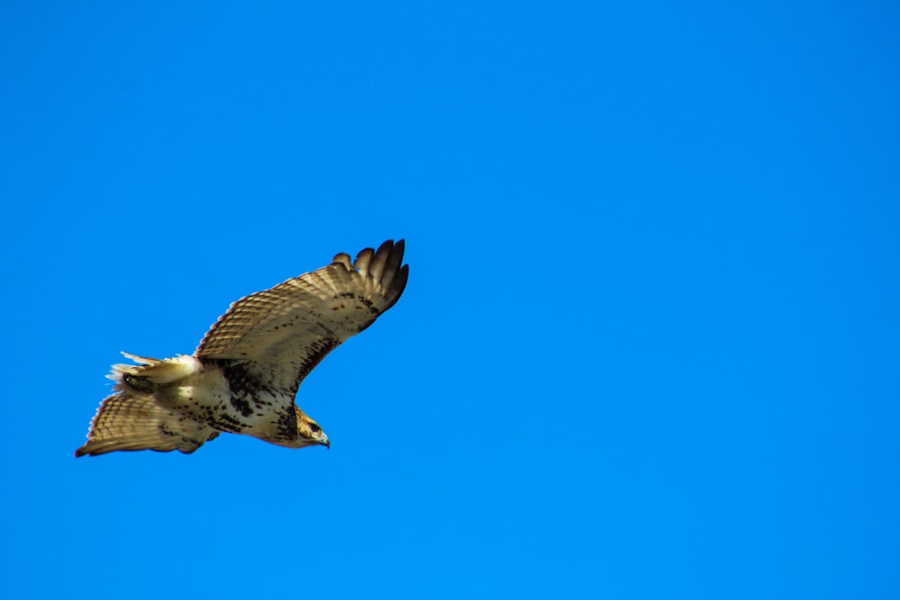 brown hawk flying under blue sky
