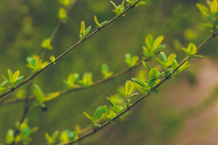 Green leaves sprout from thin branches set against a blurred natural background, suggesting a focus on new growth and the arrival of spring.