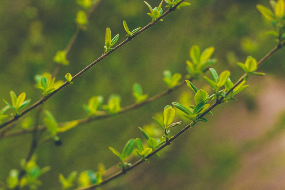 Fotografía de enfoque selectivo de planta de hoja verde