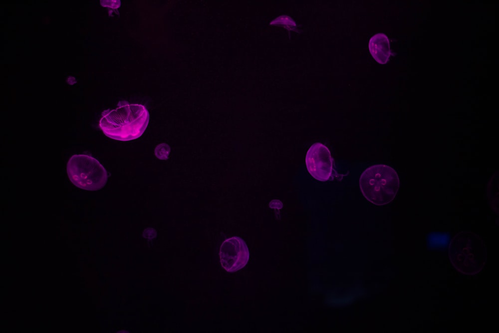 underwater photography of purple jellyfishes