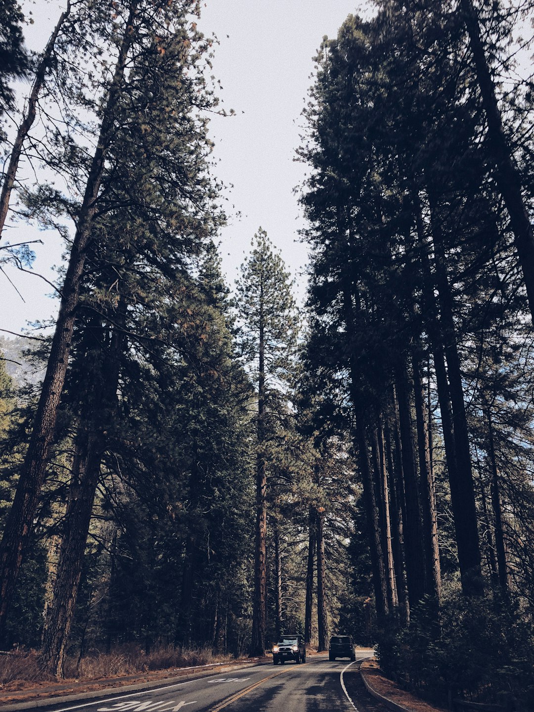 Forest photo spot Yosemite Valley Taft Point