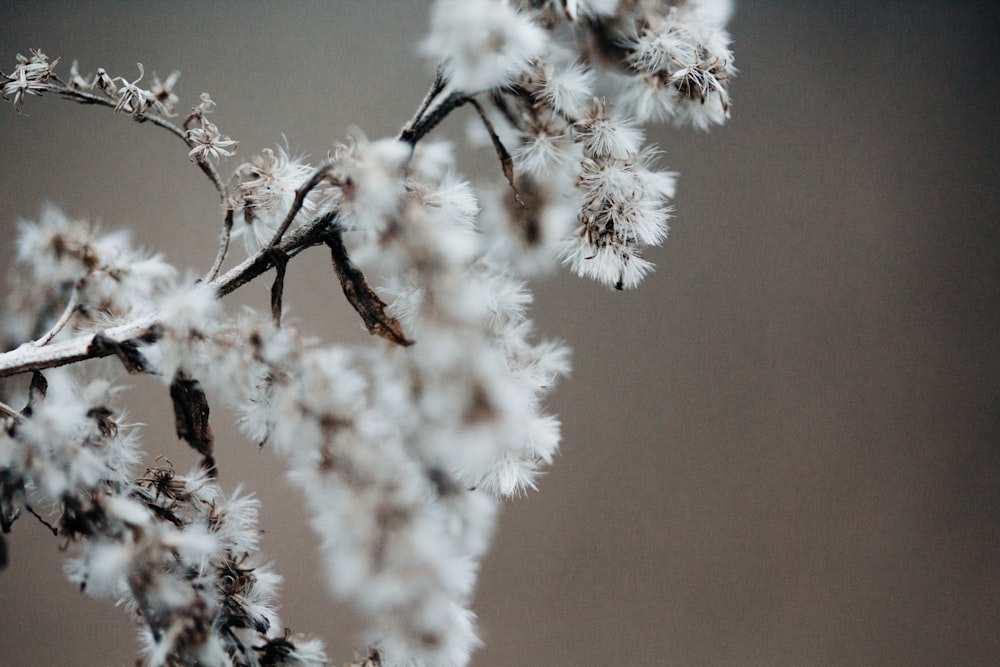 shallow focus photography of white flowers