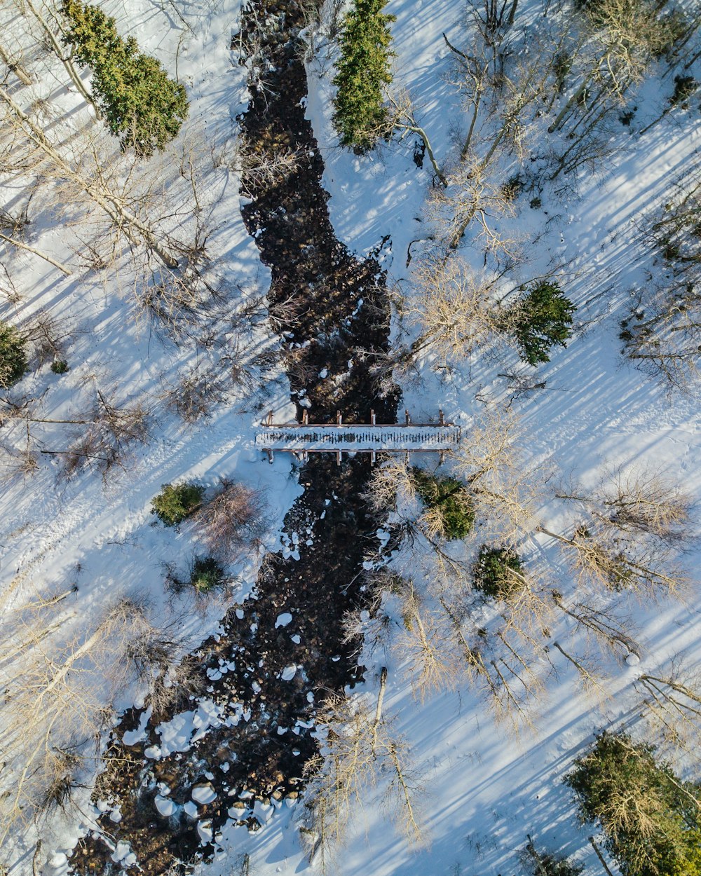 Photographie aérienne d’arbres à feuilles vertes pendant la journée