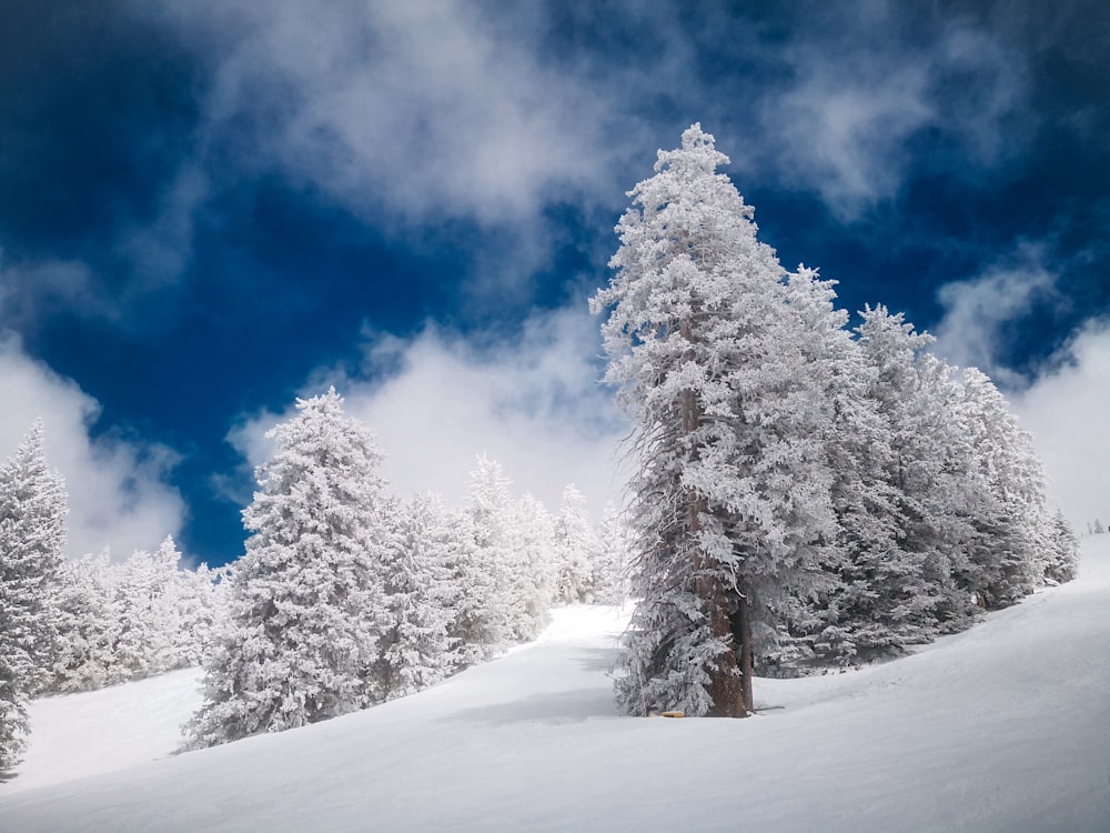 fotografia di paesaggio dell'albero ricoperto di neve sotto il cielo blu