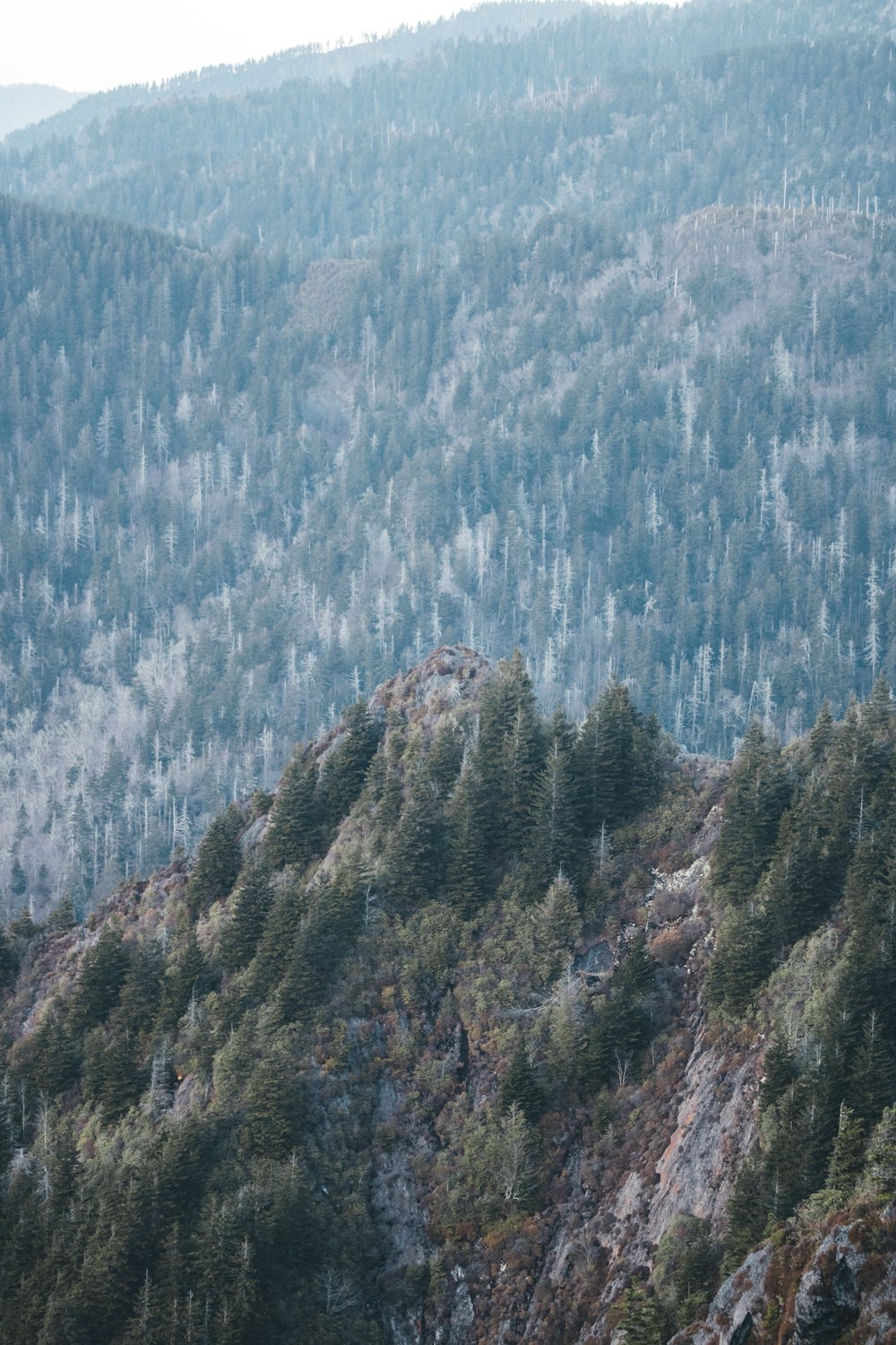 green trees-covered mountain