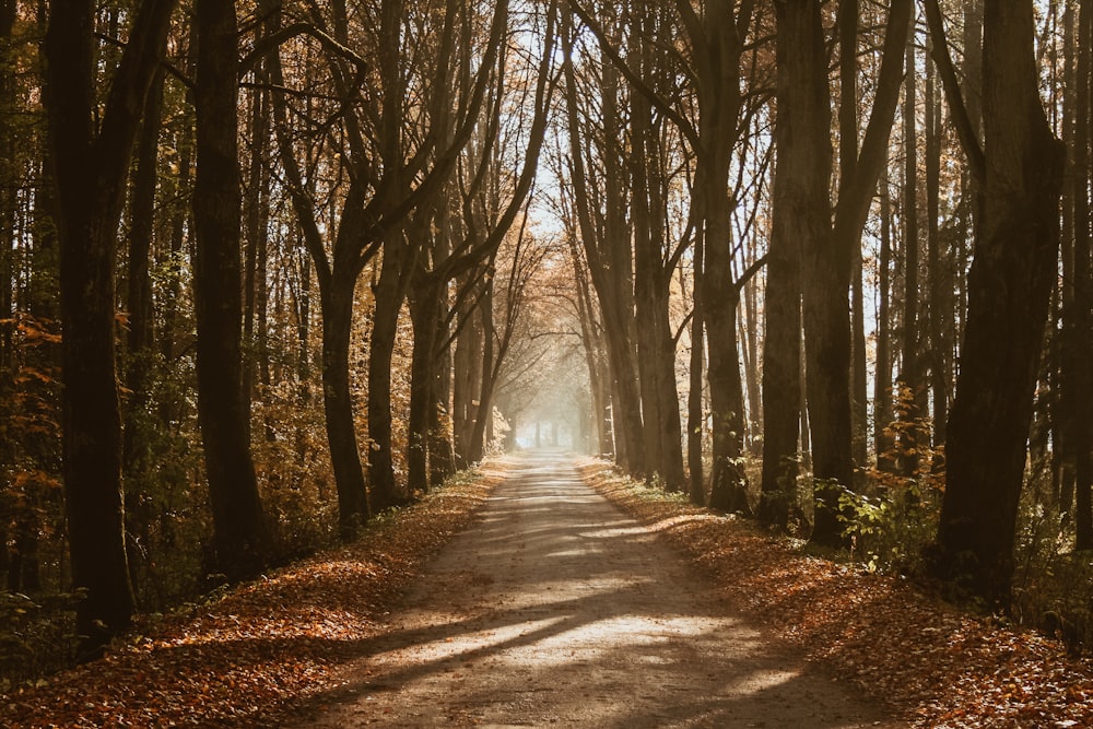 alley road in between trees