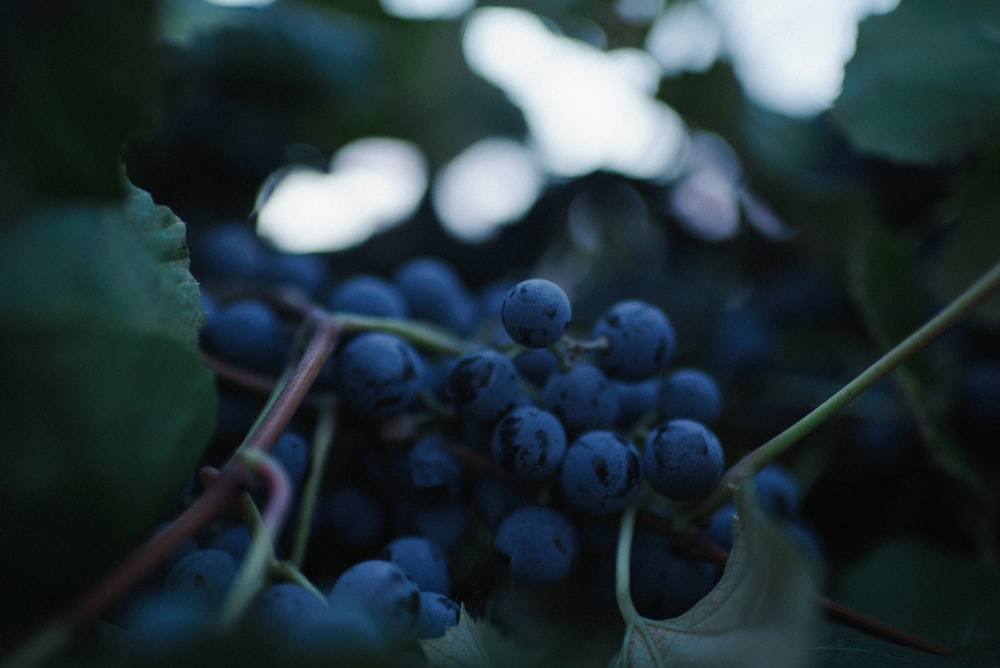 close-up photography of purple grape fruits
