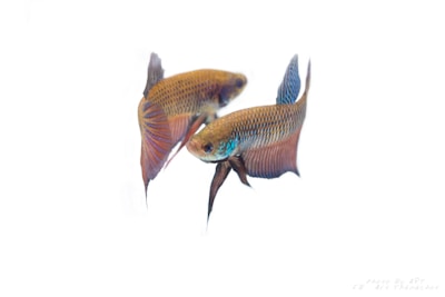 Two vibrant betta fish with flowing fins are swimming against a plain white background. Their scales display a range of colors including gold, blue, and red hues, creating a striking contrast.