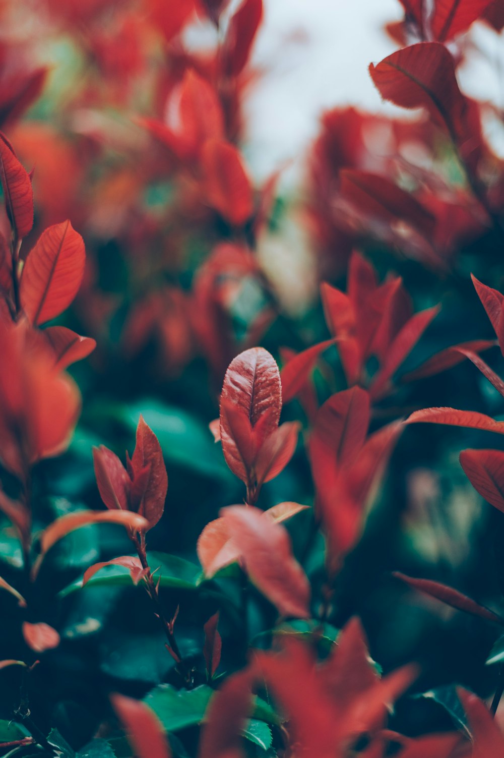 붉은 잎 식물의 선택적 초점 사진