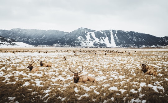 herd of deer on grass field near glacier mountains at daytime in National Elk Refuge United States