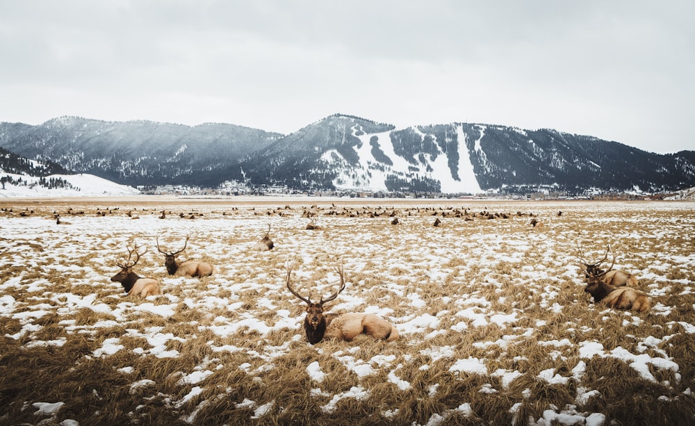 herd of deer on grass field near glacier mountains at daytime