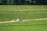 Vast rows of lush green grapevines stretch across a well-maintained vineyard. A small stone structure or hut is nestled among the vines, adding a rustic element to the scene. Dense trees border the vineyard in the background, completing the pastoral landscape.