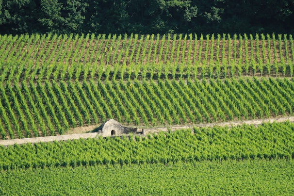 Vast rows of lush green grapevines stretch across a well-maintained vineyard. A small stone structure or hut is nestled among the vines, adding a rustic element to the scene. Dense trees border the vineyard in the background, completing the pastoral landscape.