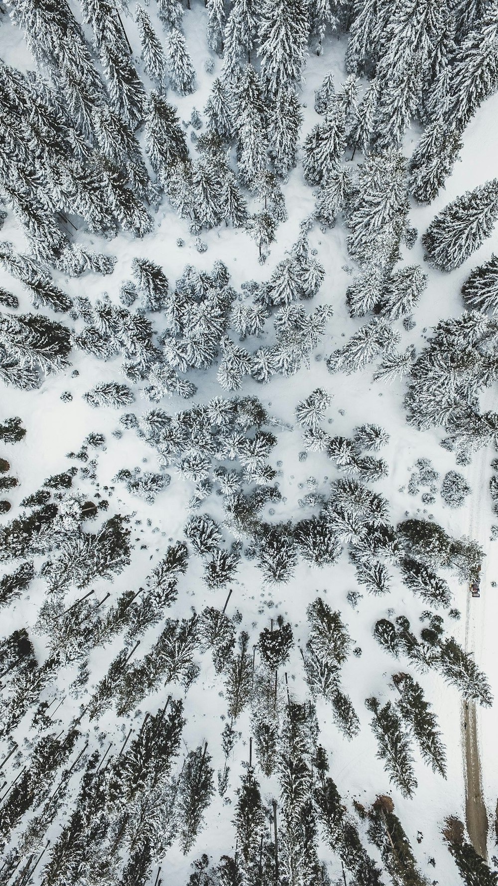 Veduta aerea di alberi coperti di neve