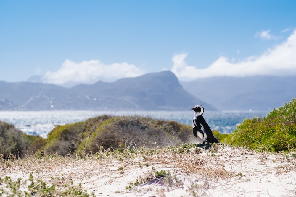 black and white bird across the island