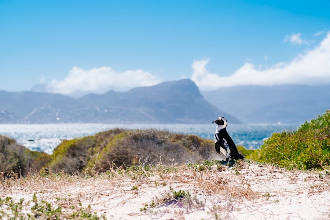 Hill photo spot Boulders Beach Cape Point