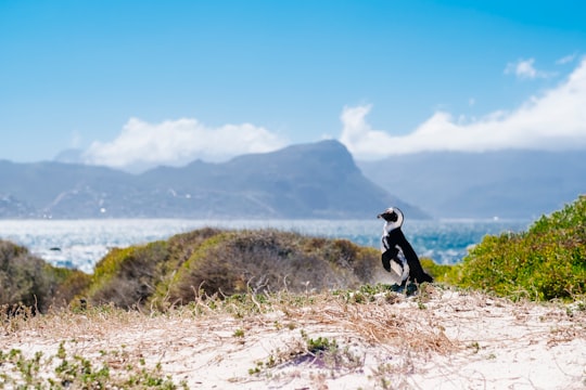 black and white bird across the island in Boulders Beach South Africa