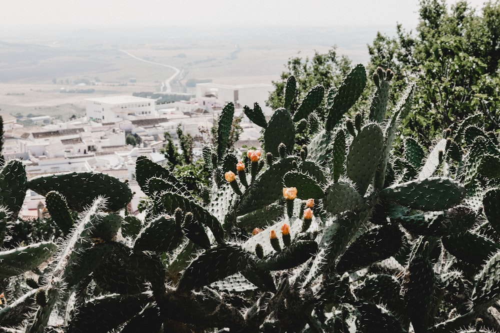 green cacti