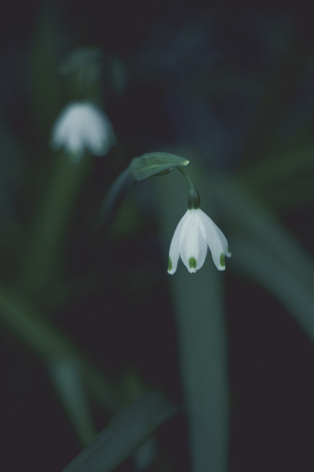 closeup photo of white petaled flower