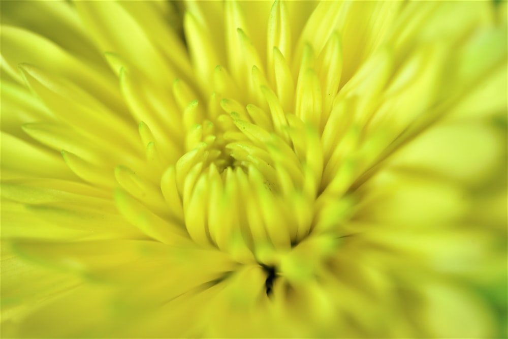 fotografia macro da flor amarela
