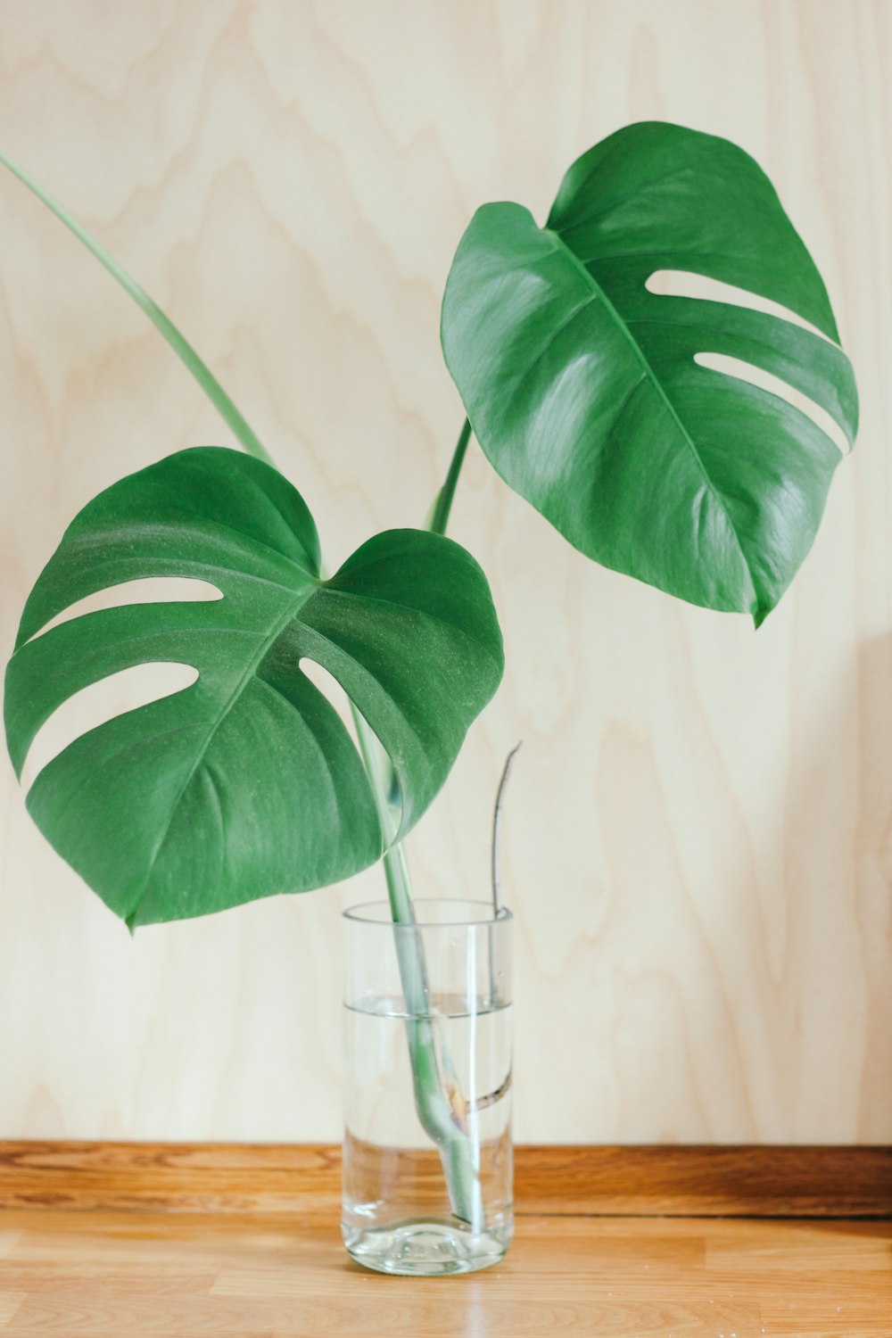 uma planta em um copo de água sobre uma mesa